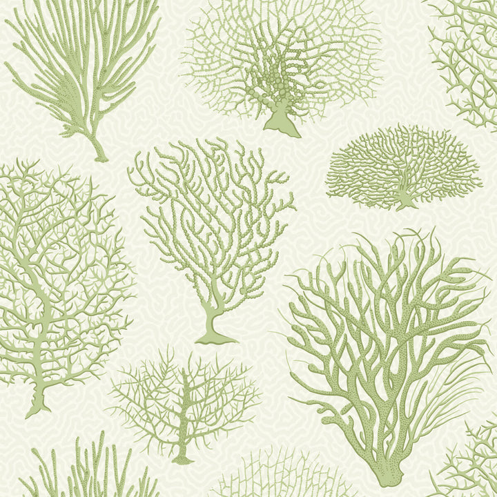 Seafern Soft Green by Cole & Son Designer Wallcovering COLE & SON CURIO PAPER - 100% United Kingdom - Horizontal: - and Vertical: 20.5 20.5 - Swanky Fabrics -