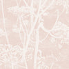 Cow Parsley Plaster Pink by Cole & Son Designer Wallcovering