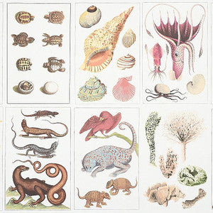 Bauhin Document Multi 5012090 by Schumacher Designer Wallpaper