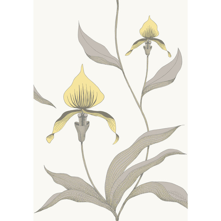 Orchid Yellow/White by Cole & Son Wallcovering Cole & Son Wallcovering Orchid Yellow/WhiteWallcovering CONTEMPORARY RESTYLED PAPER - 100% United Kingdom </p><p>Repeat: H: 21, V: 30 21 - Fabric Carolina -