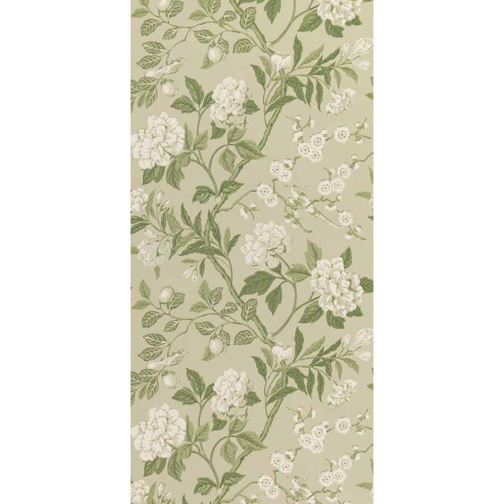 Emperor'S Garden Soft Green by G P & J Baker Wallcovering G P & J Baker Wallcovering Emperor'S Garden Soft GreenWallcovering SIGNATURE II WALLPAPERS NON WOVEN - 100% United Kingdom </p><p>Repeat: H: 20.488, V: 24.034 20.488 - Fabric Carolina -
