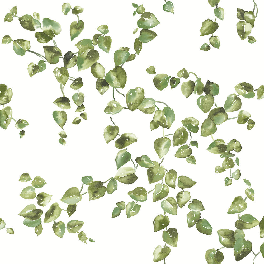 Creeping Fig Vine Green Wallpaper by York Wallcoverings Designer Earthy Tones Covers about 56.4 square feet 20.5-in by 33-ft long roll Unpasted 20.5 - Swanky Fabrics -