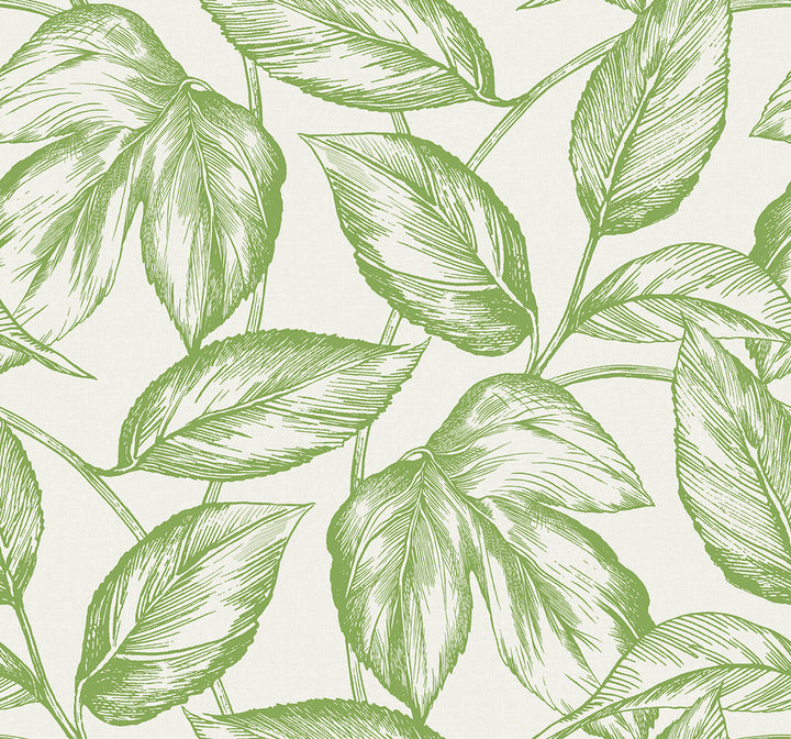 Beckett Sketched Leaves Apple Green SC20004 by Seabrook Designs Designer Wallpaper