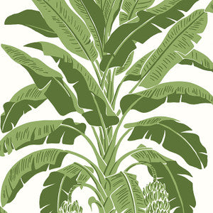 Banana Tree Green T13914 by Thibaut Designer Wallpaper