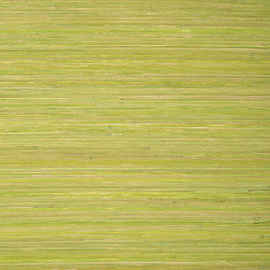 Raffia Palm Apple Green T24070 by Thibaut Designer Wallpaper