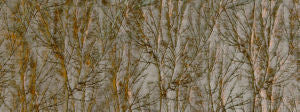 Tivo Patina 246 by Norbar Designer Fabric