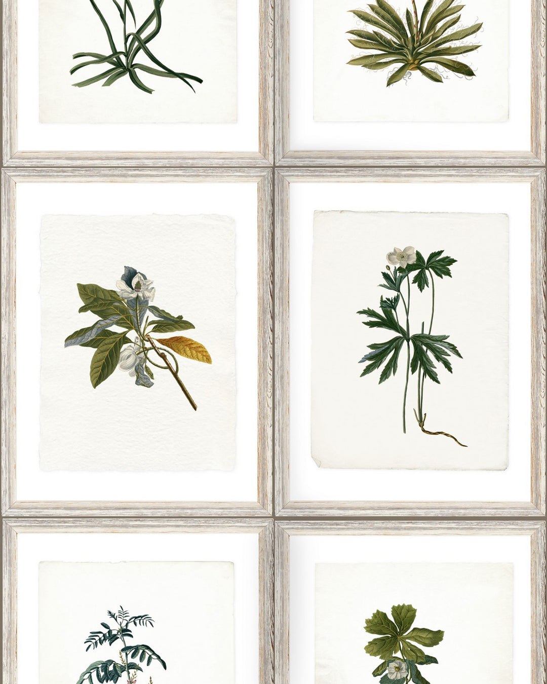 Botany wallpaper by Mind the Gap (WP20153), swatch