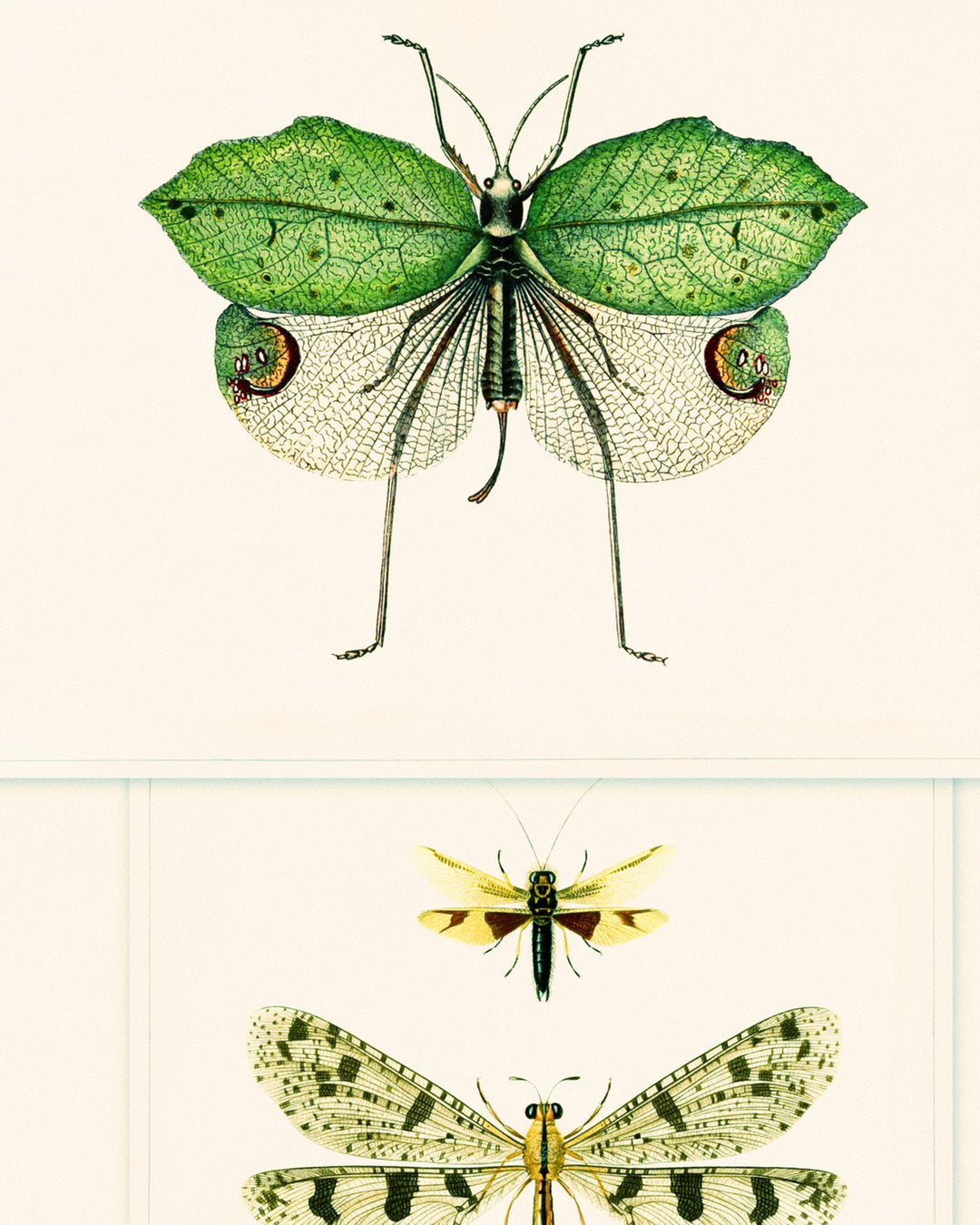 Entomology Green wallpaper by Mind the Gap (WP20234), swatch