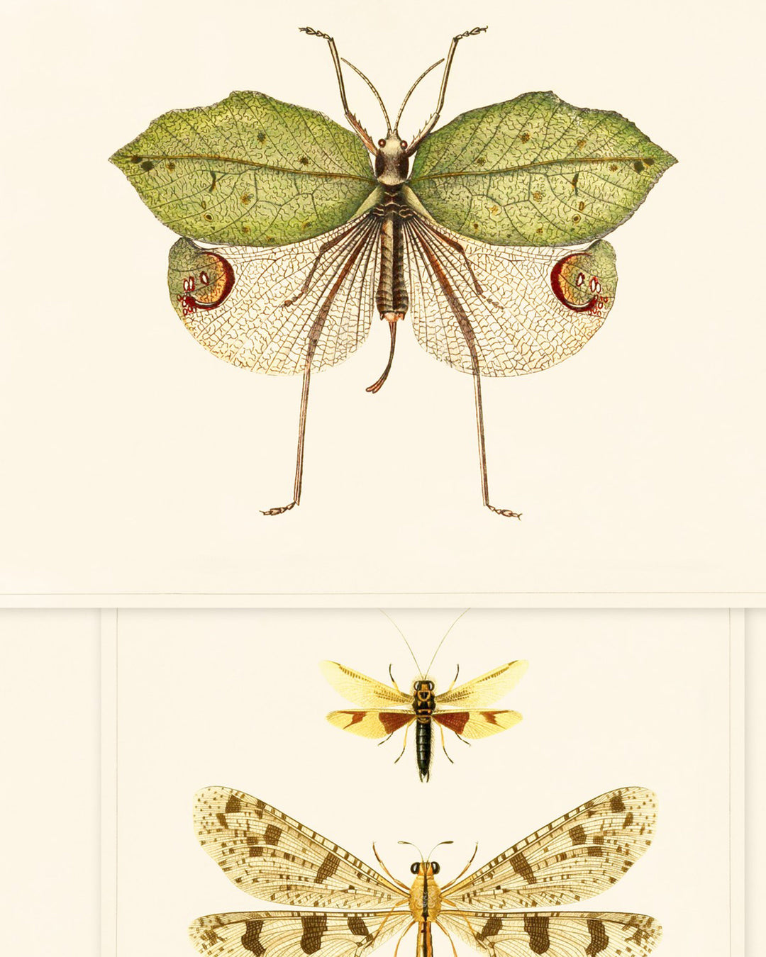 Entomology wallpaper by Mind the Gap (WP20233), swatch