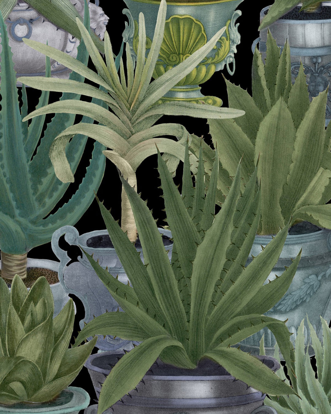 Echeveria wallpaper by Mind the Gap (WP20163), swatch