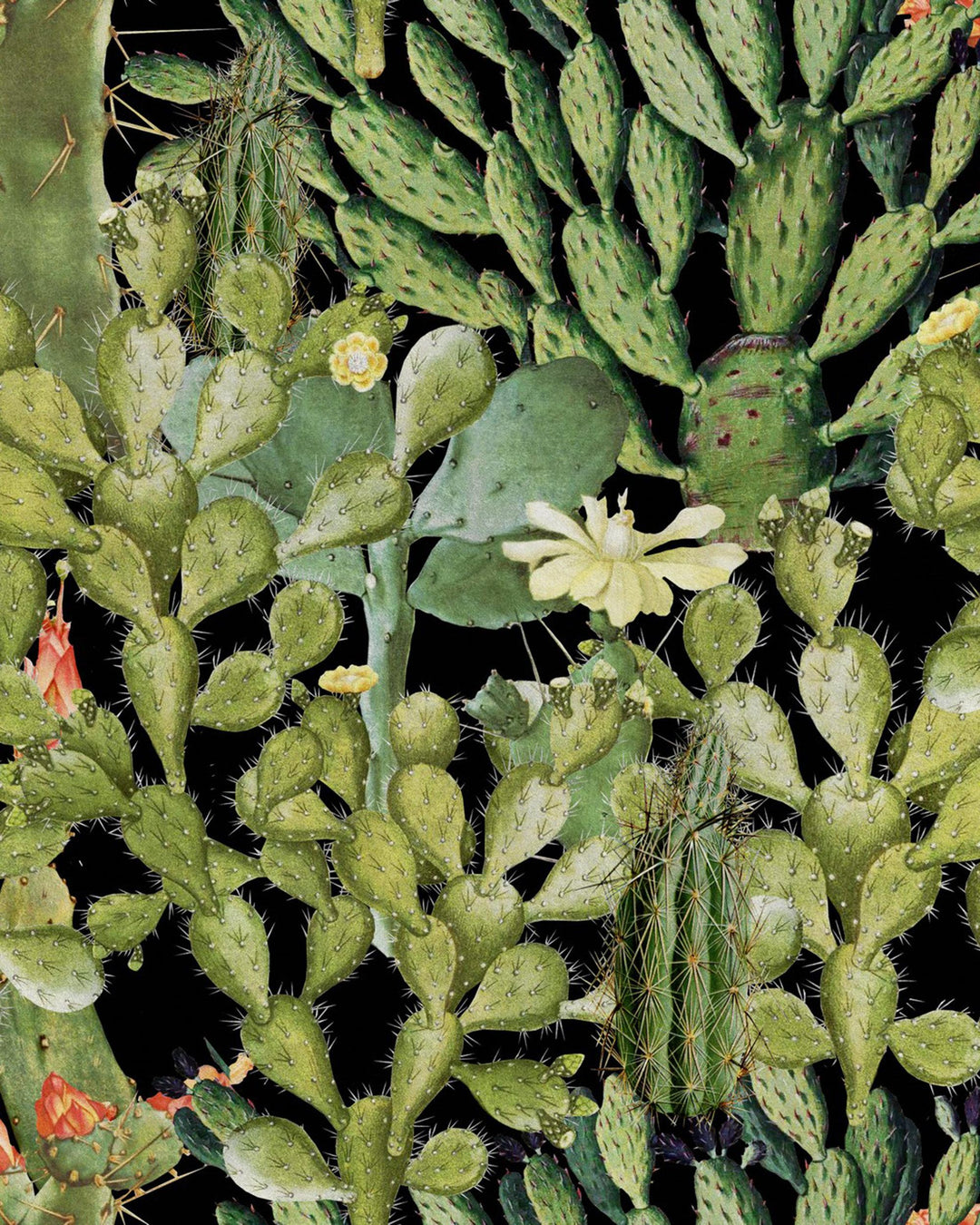 Opuntia Anthracite wallpaper by Mind the Gap (WP20165), swatch