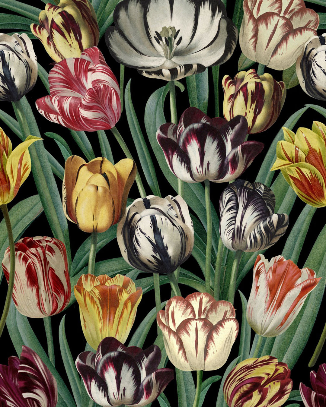 Tulipa wallpaper by Mind the Gap (WP20178), swatch