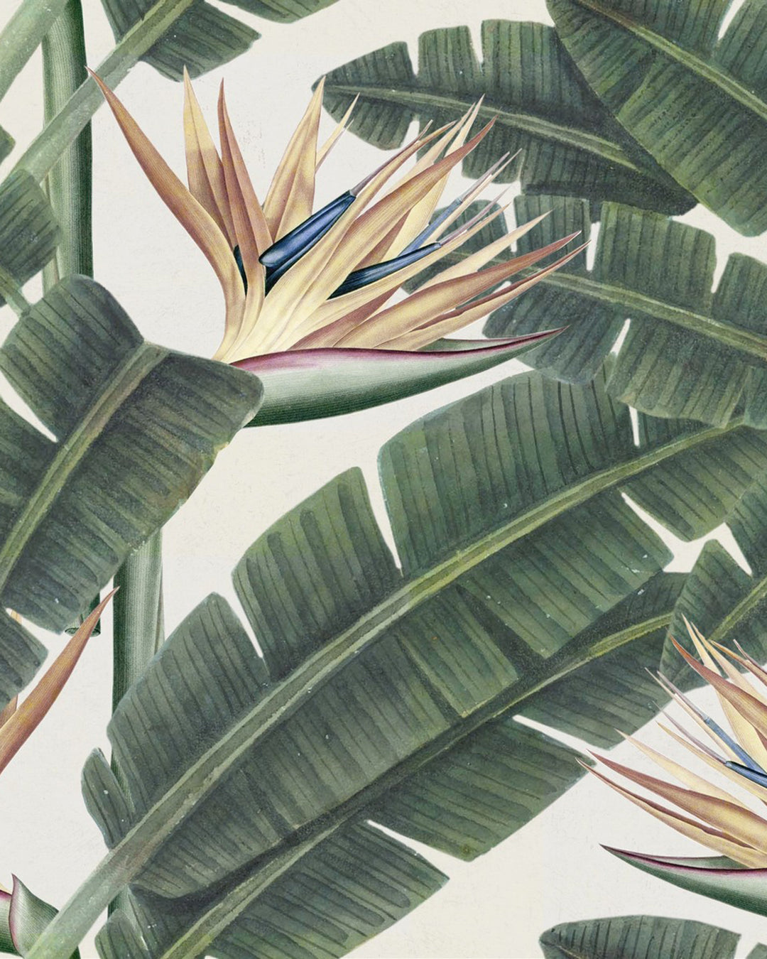 Tropical Bloom Premium wallpaper by Mind the Gap (WP20096), swatch