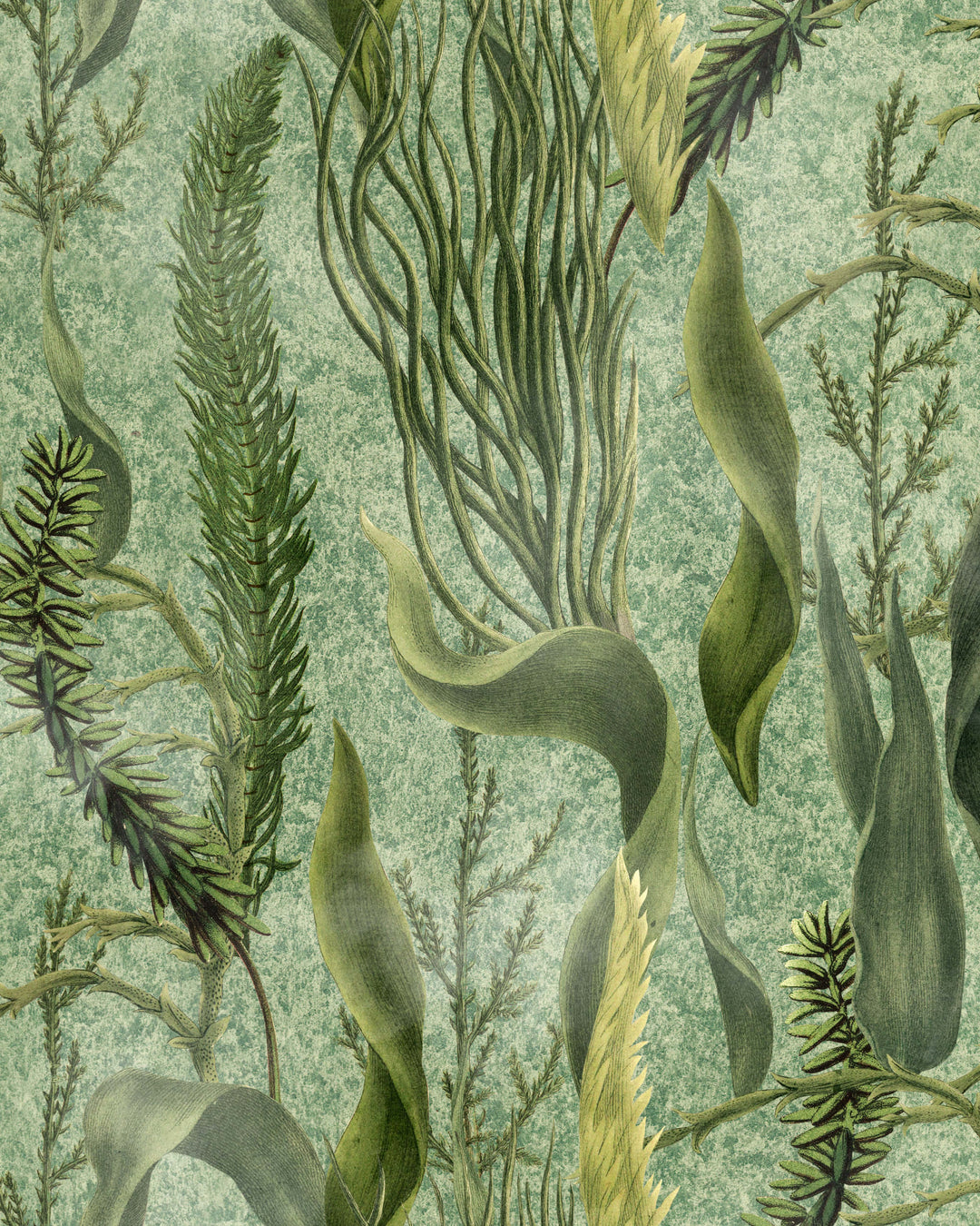Aquatic Plants wallpaper by Mind the Gap (WP20717), swatch