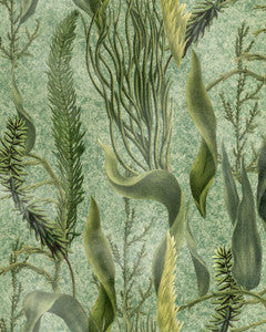 Mind The Gap Wallpaper AQUATIC PLANTS Wallpaper (WP20717)