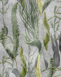 Mind The Gap Wallpaper AQUATIC PLANTS Grey Wallpaper (WP20718)
